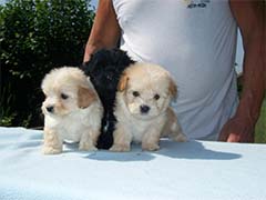 Male puppies