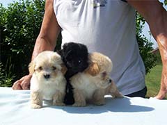 Male puppies