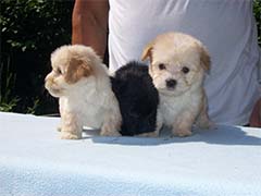Male puppies