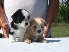 Male puppies