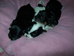 Puppies, A Litter