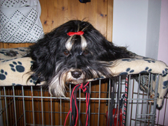 Adamas-Acernis Havanese Kennel