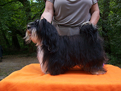 Adamas-Acernis Havanese Kennel