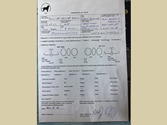 Ophthhalmology examination cetrificate